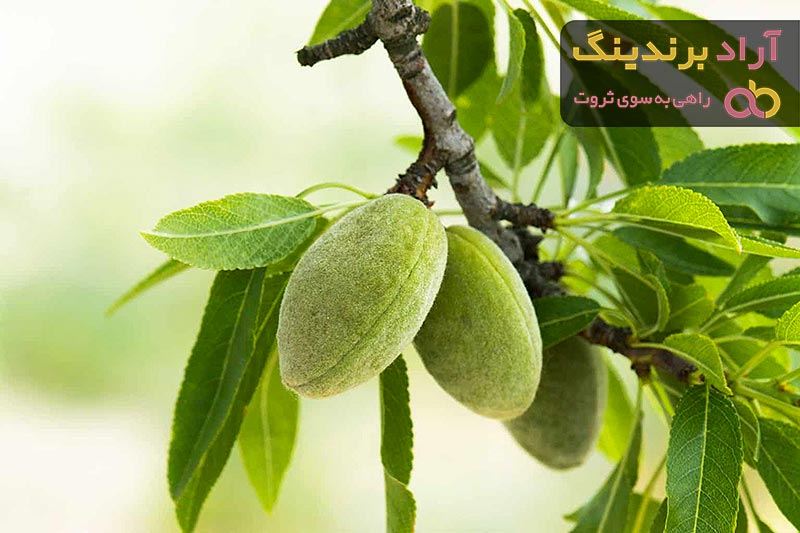  اللوز الاخضر في لبنان؛ بارد المزاج يعالج الاسهال الصداع Almonds 