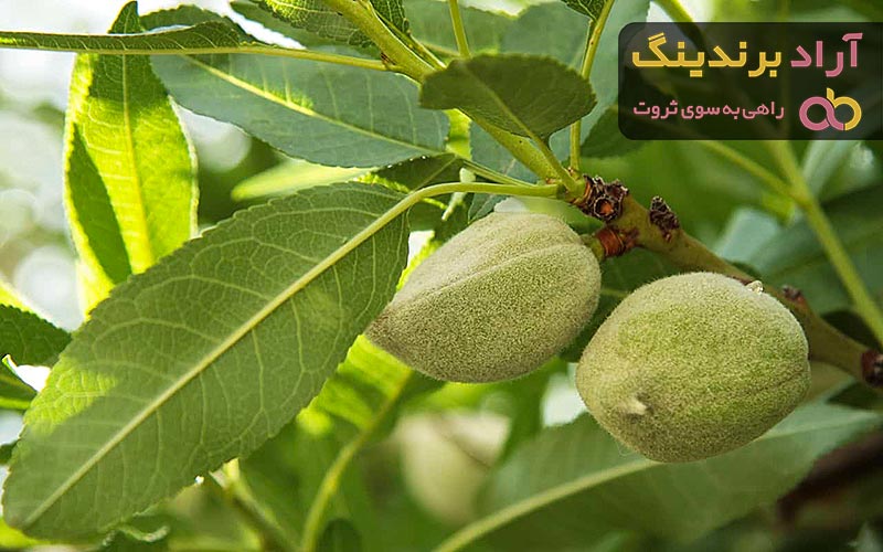  اللوز الاخضر في لبنان؛ بارد المزاج يعالج الاسهال الصداع Almonds 