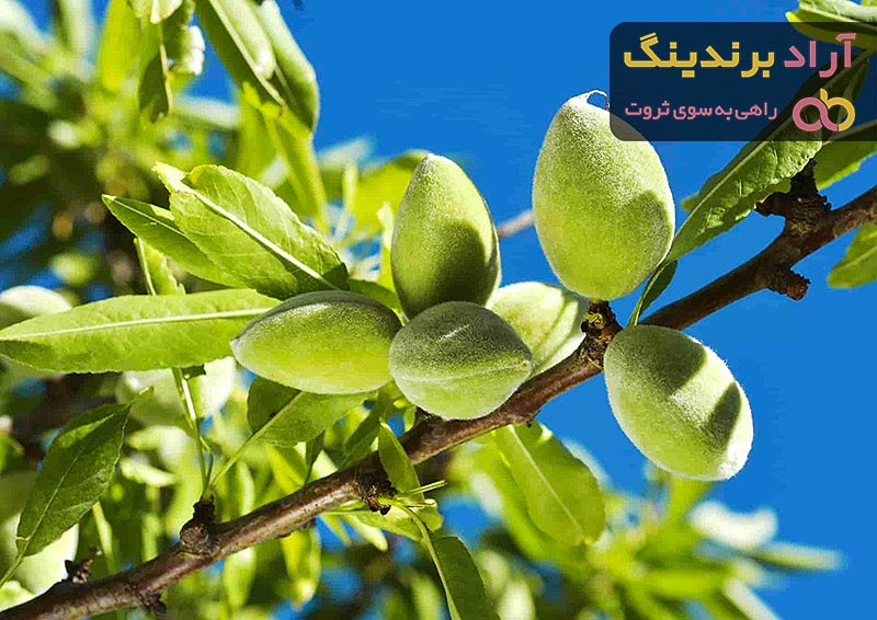  اللوز الأخضر في تونس؛ حامضة حلوة بيضاء تعالج هشاشة العظام الكوليسترول 