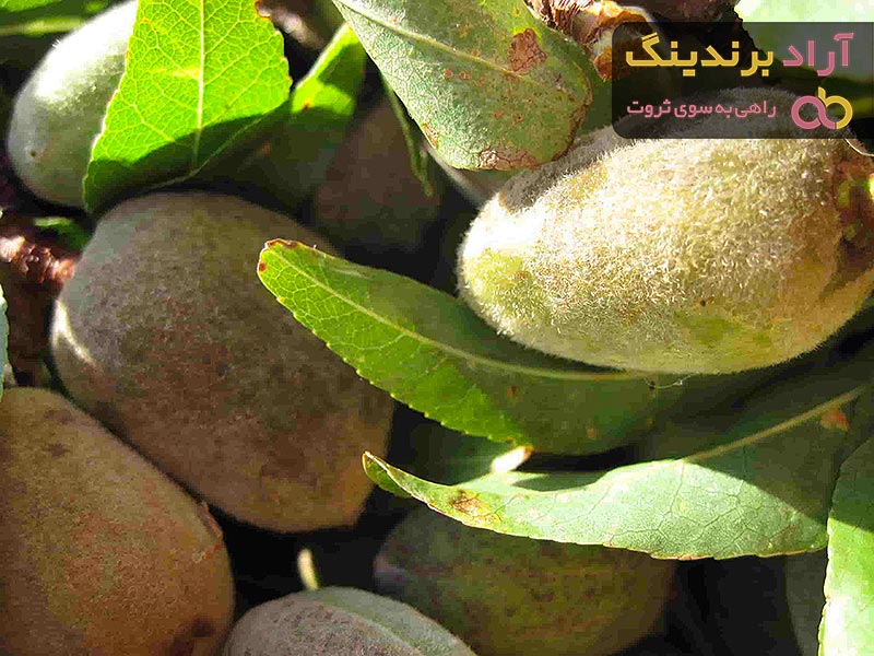 اللوز الأخضر في تونس؛ حامضة حلوة بيضاء تعالج هشاشة العظام الكوليسترول 