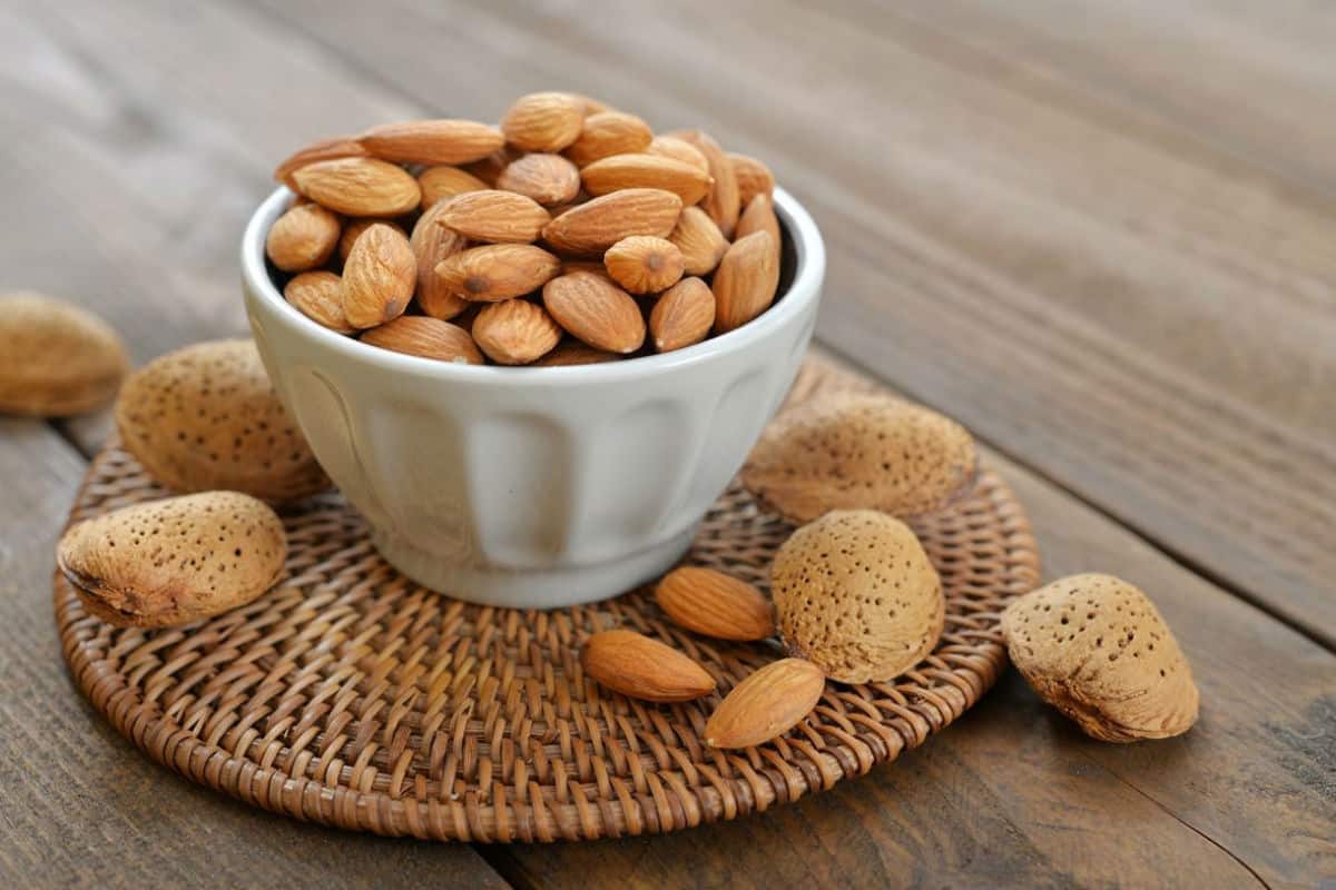  زراعة شجرة اللوز الاستوائي وبيعها بأجود الكيفيات المطلوبة 
