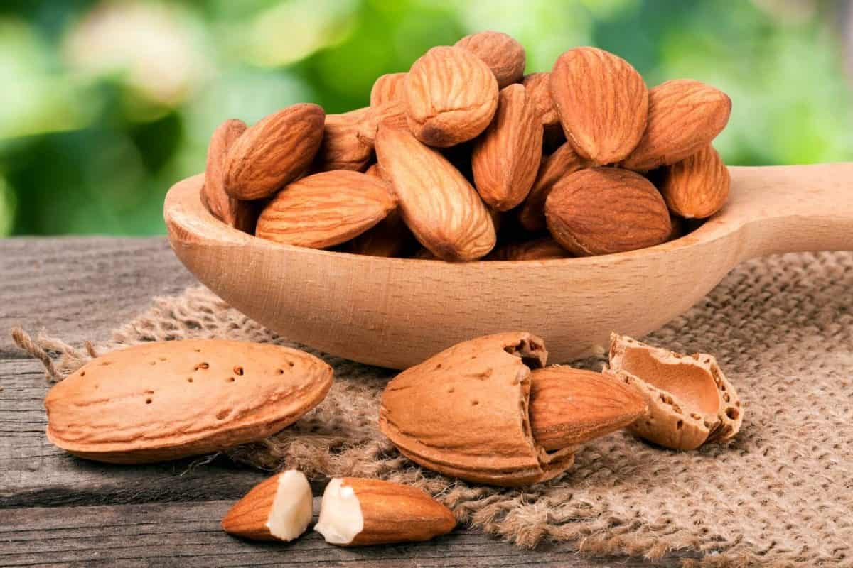  زراعة شجرة اللوز الاستوائي وبيعها بأجود الكيفيات المطلوبة 